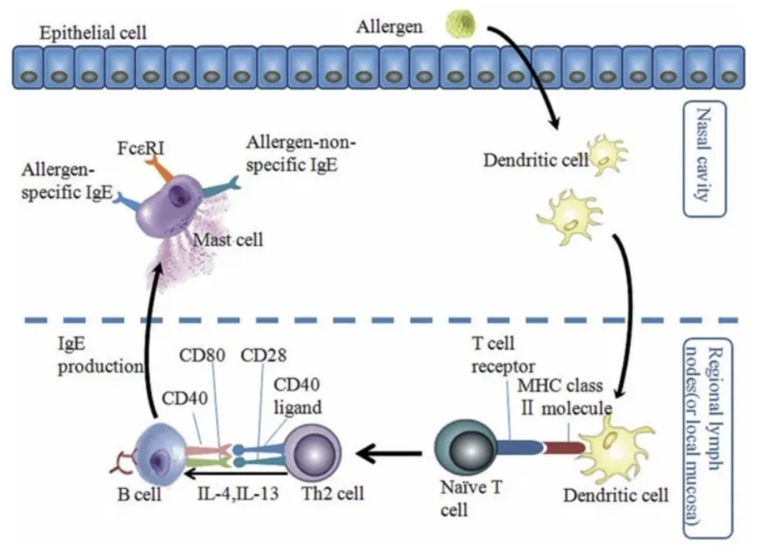 Exploring the Pathogenesis of Allergic Rhinitis and Transgenic Mouse Models