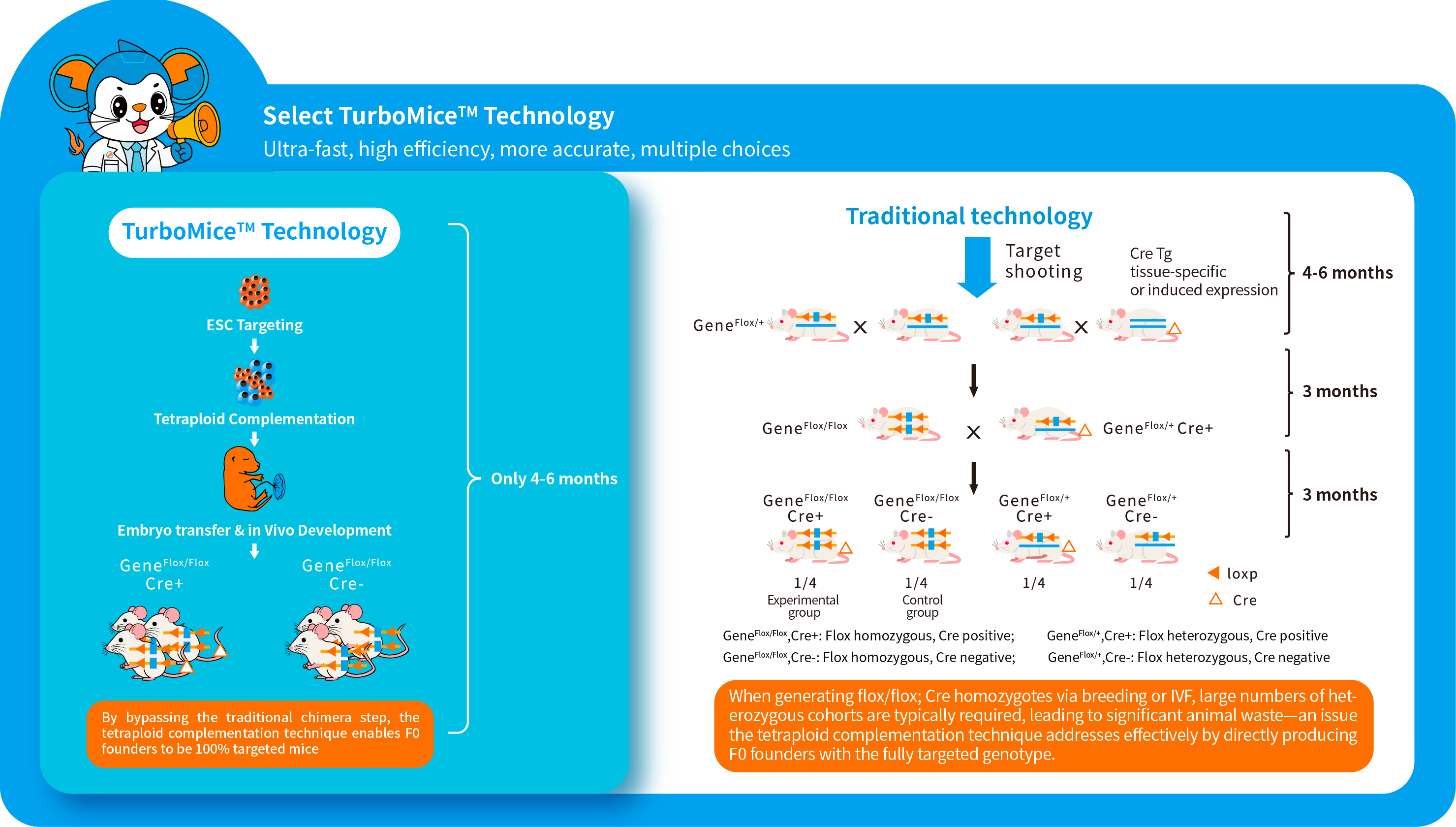 Conditional Knockout Mouse Models