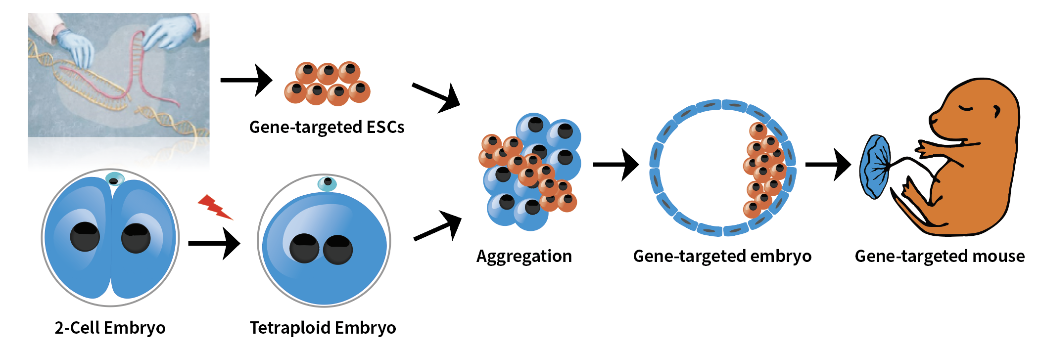 Crafting the Future: Gene-Edited Mouse Models via TurboMice™ Tetraploid Complementation