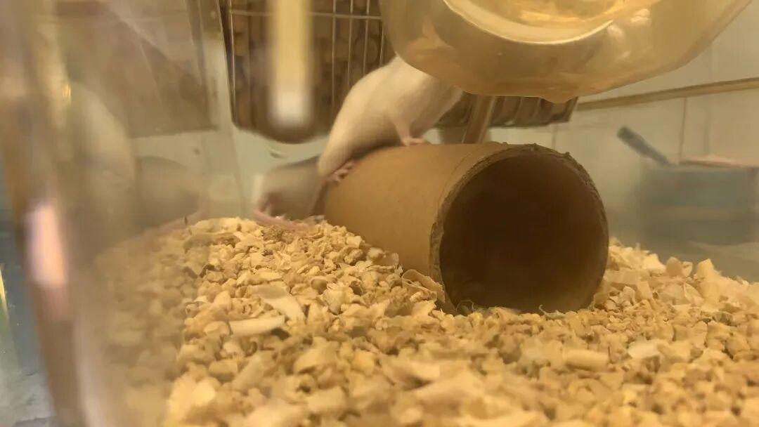 实验小鼠饲养攻略