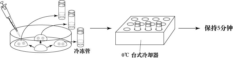 明仔支招：小鼠冷冻保存，胚胎还是精子？一文读懂！