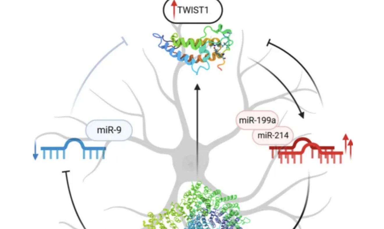 Huntington's Disease Gene HTT: Causes, Symptoms & Treatment Insights