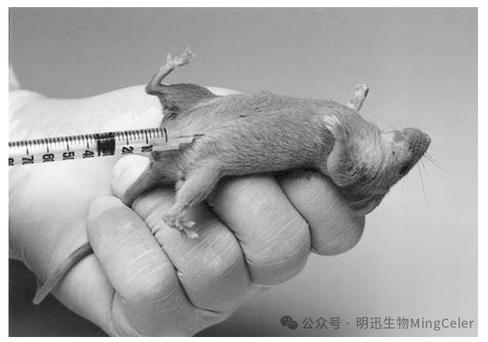 手把手教小鼠常用给药方法