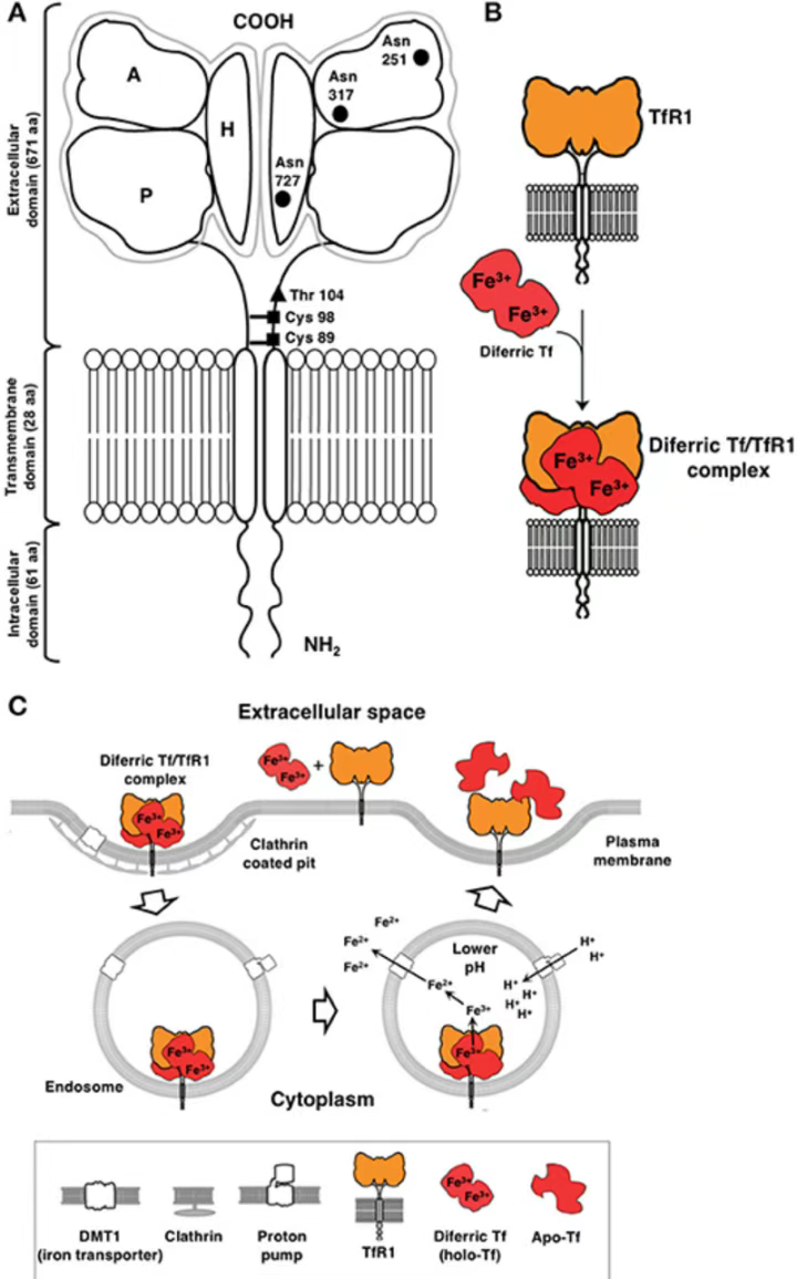 Unlocking the Therapeutic Potential of TFR1: A Central Hub in Iron Metabolism Connecting Cancer, Anemia, and Neurodegeneration