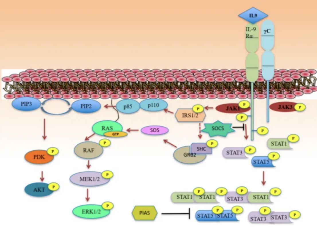 Drug Target Perspective | IL9R: A Promising Immunomodulatory Target and New Therapeutic Perspectives