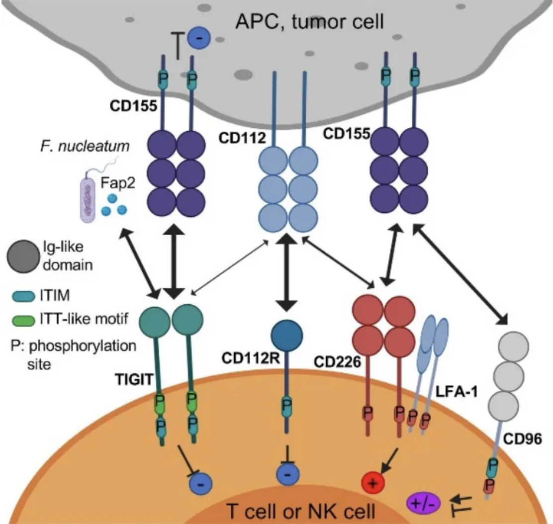 Target Perspective | TIGIT: A Key Target for Dual Regulation in Tumor Immunity and Autoimmunity