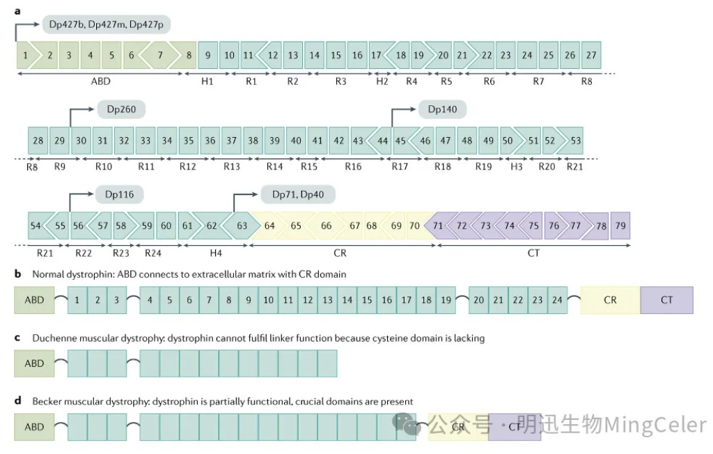 Accelerate DMD Mechanism Research and Gene Therapy Development