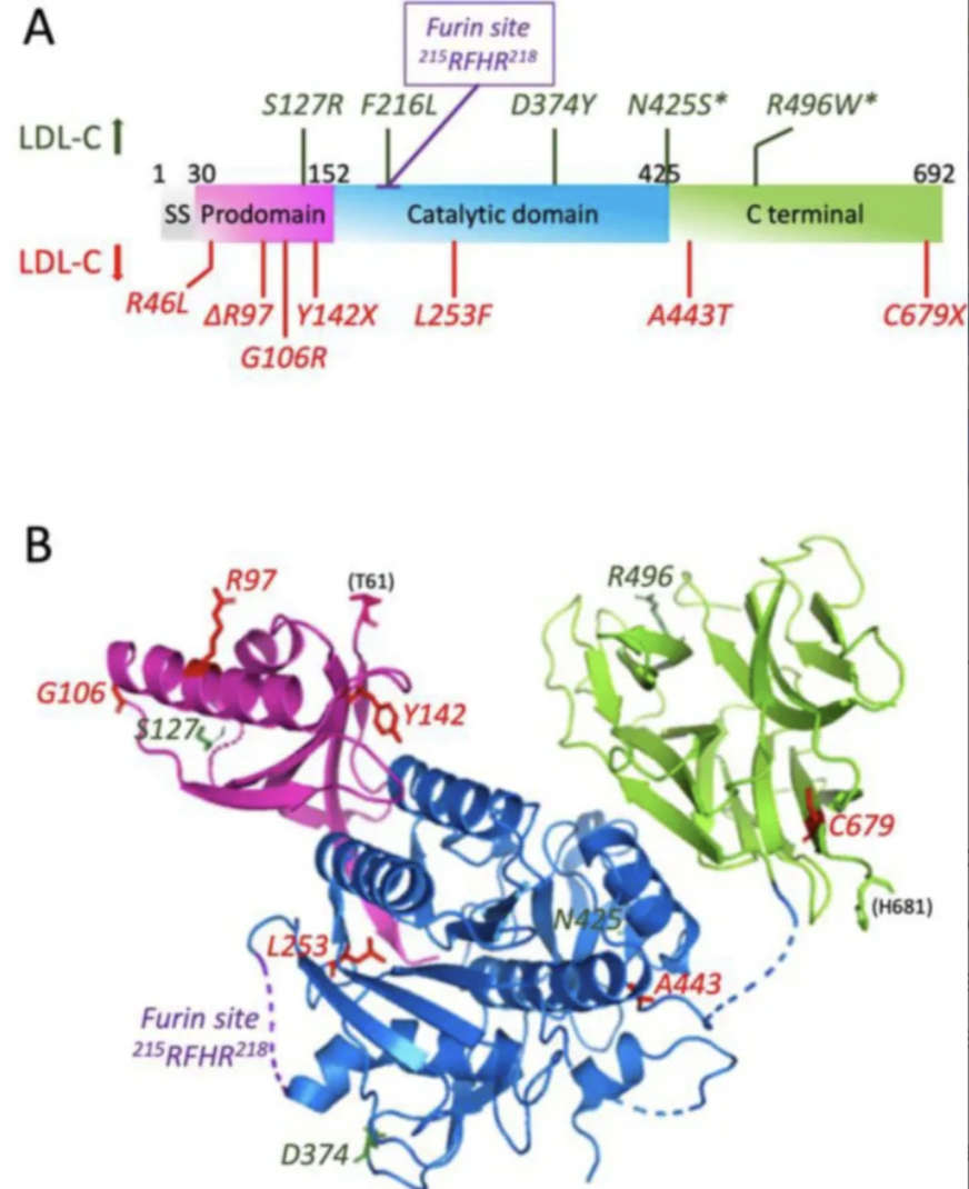 Drug Target Perspective | PCSK9: The Core Regulator of Cholesterol Metabolism and an Emerging Star in Cancer Therapy