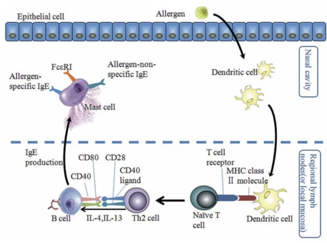 Exploring the Pathogenesis and Mouse Models of Allergic Rhinitis
