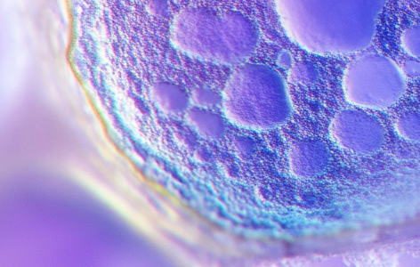 超级SOX因子可实现跨物种细胞多样性