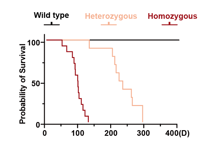 早衰小鼠生存曲线