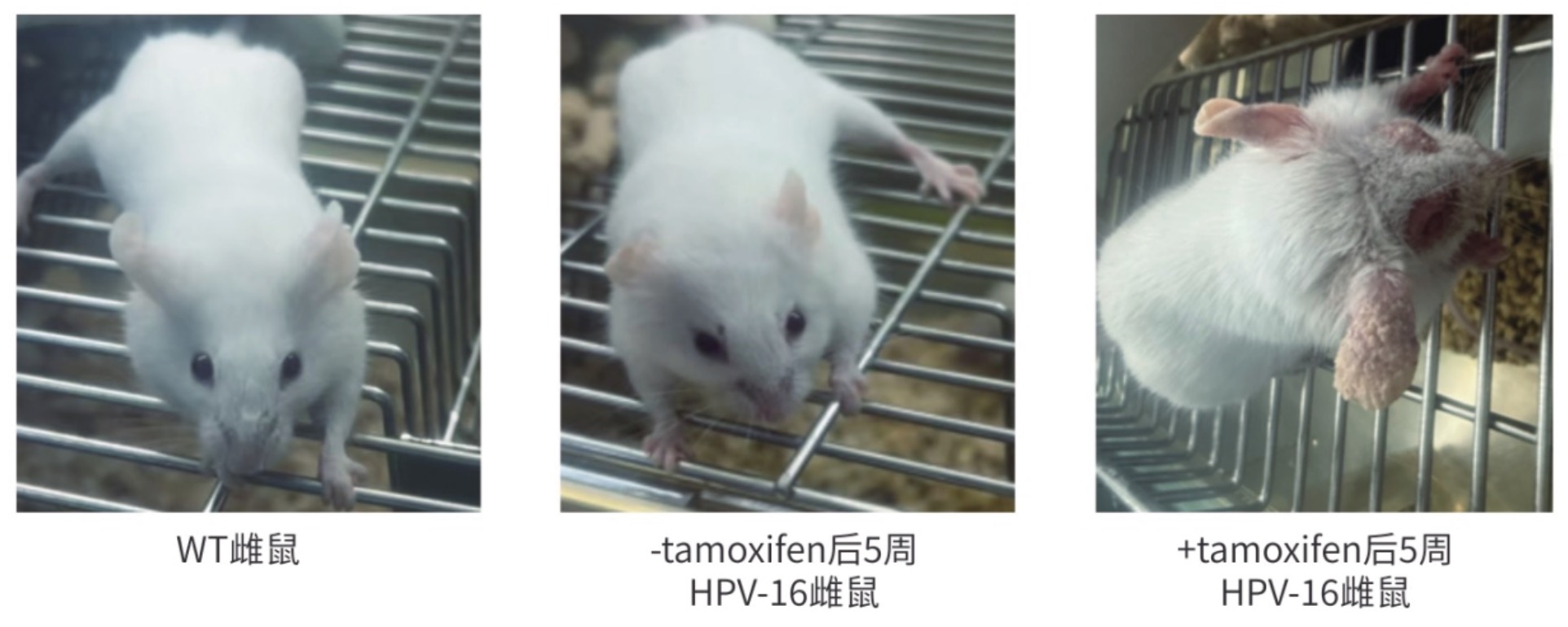 小鼠外观病变特征