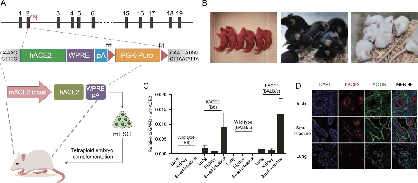 ACE2人源化小鼠造模方案及验证数据