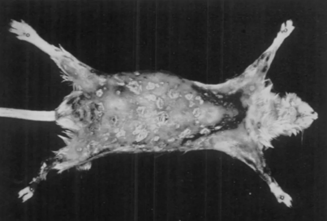 Laboratory Essential | Guide to Common Infectious Diseases in Laboratory Mice