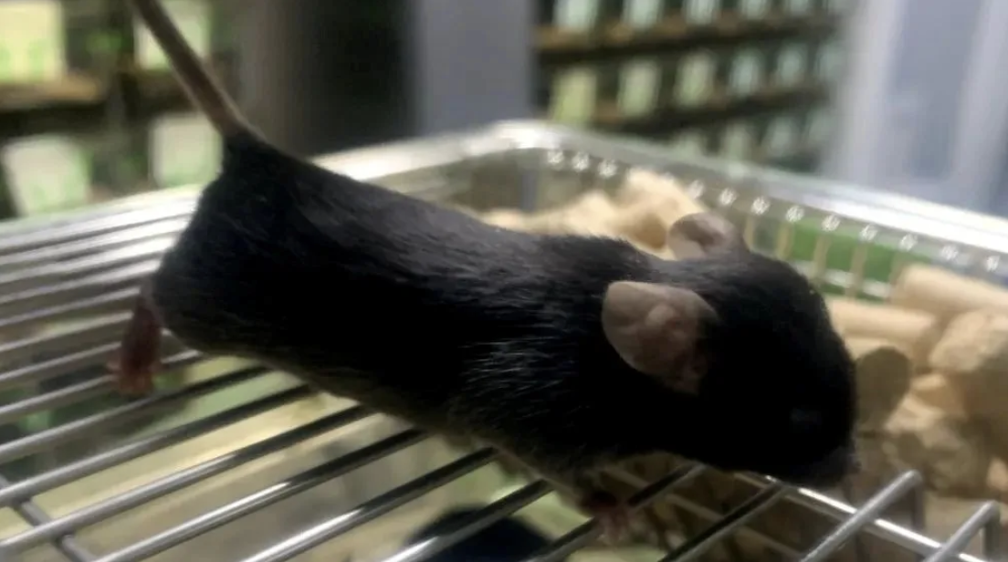 Understanding Abnormal Behaviors in Laboratory Mice
