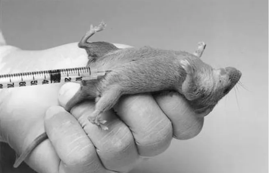 Euthanasia in Laboratory Mice: Ethical Considerations in Research