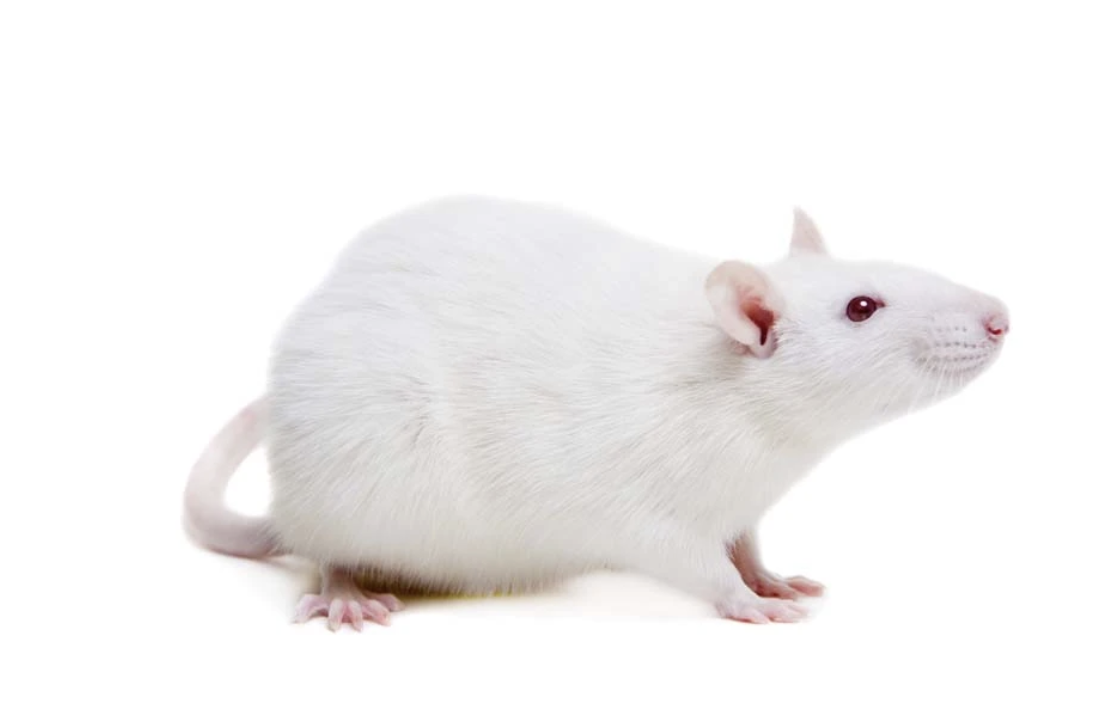 A Practical Guide to Mouse Sperm Cryopreservation