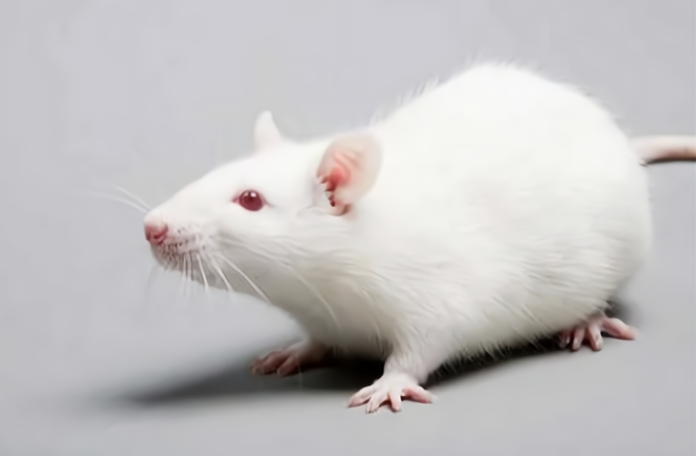 How to Choose a Knock-In Site? Conventional KI vs. Rosa26 vs. H11