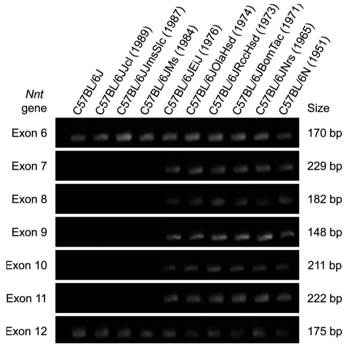 'Twin' Strains in Laboratory Mice: The Story of B6N and B6J