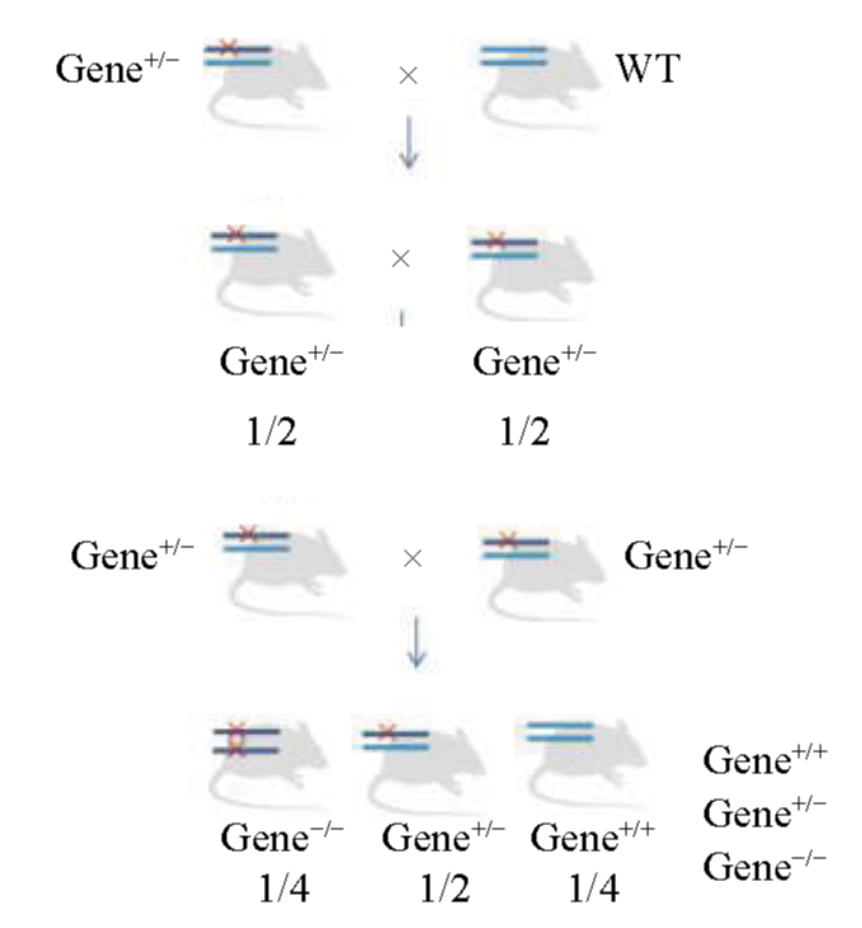 Highly Recommended! A Comprehensive Guide to Breeding Genetically Engineered Mice