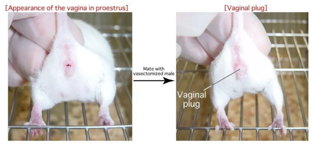 How Do Laboratory Mice Breed Scientifically?