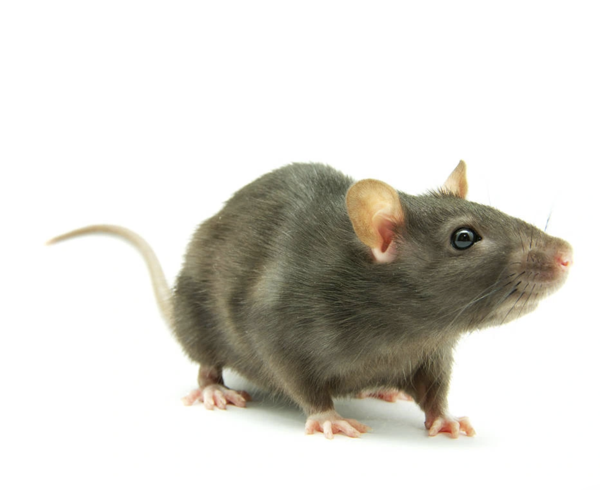 A Guide to Obtaining Conditional Knockout Mice