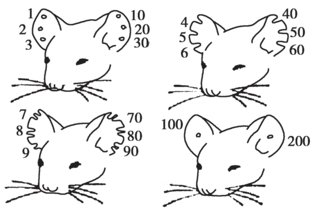 Identifying Laboratory Mice at a Glance: Numbering Methods and Sex Determination