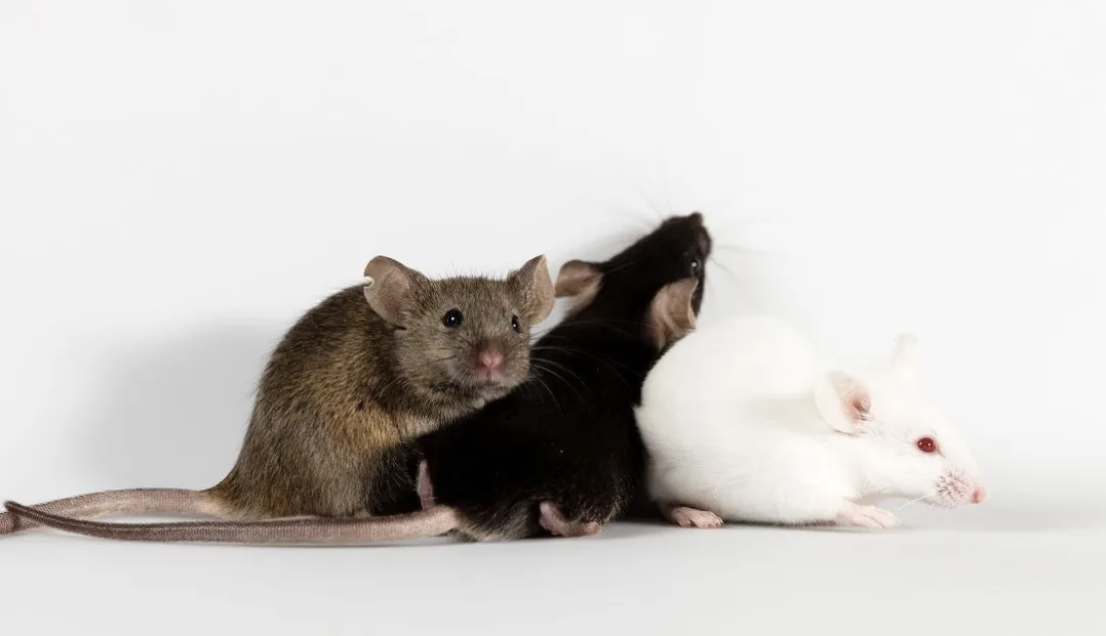 The ABCs of Rodent Colony Management