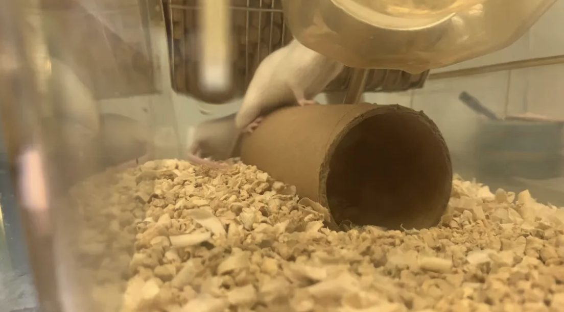 A Guide to Housing Laboratory Mice