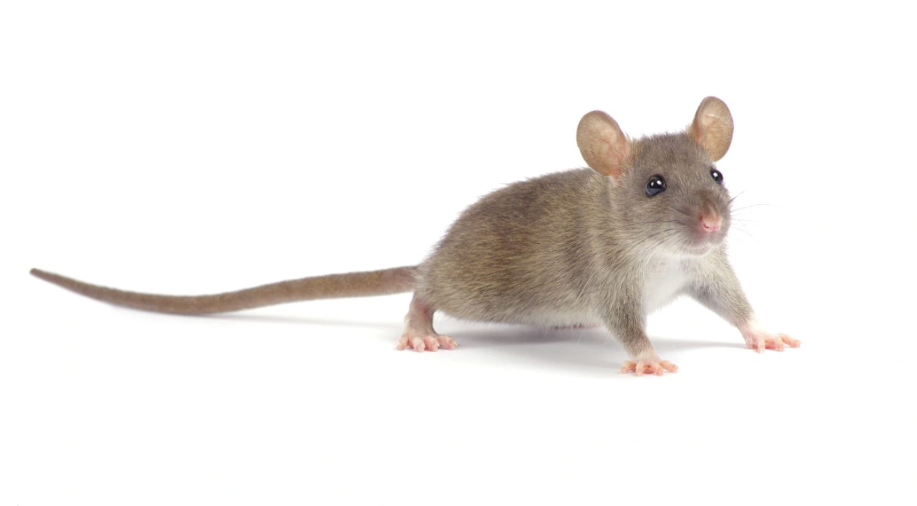 The Life of a Laboratory Mouse