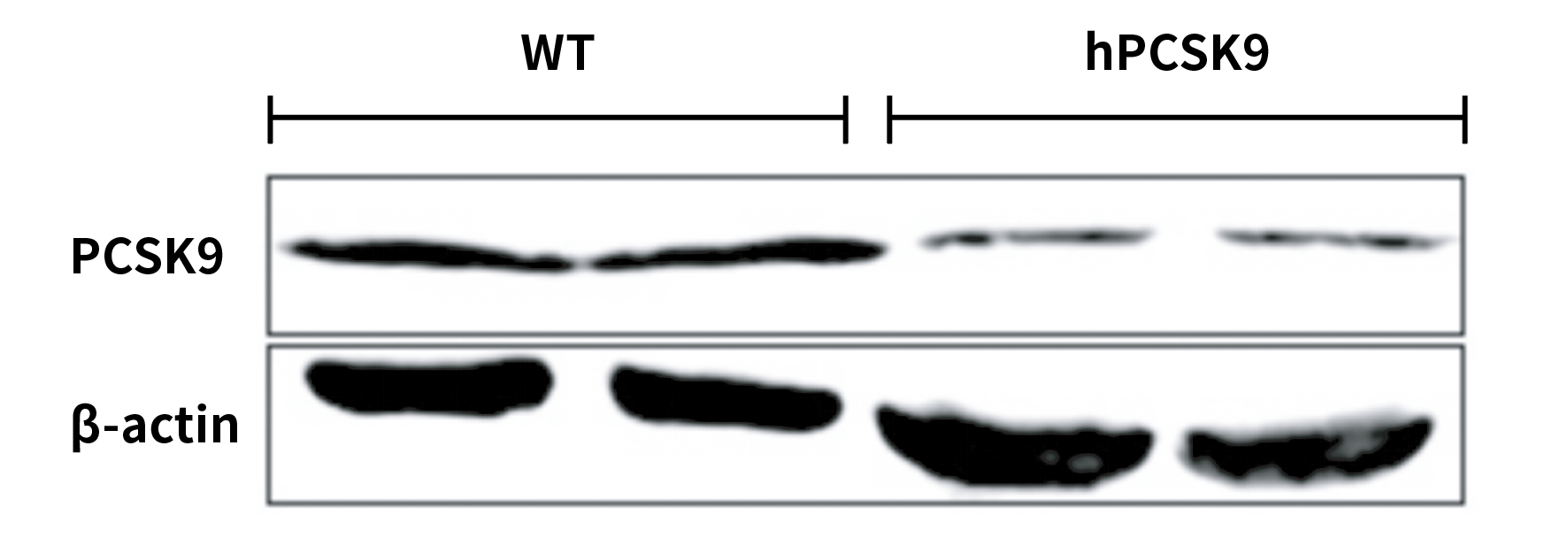 RT-qPCR验证肝脏中hPCSK9的mRNA表达