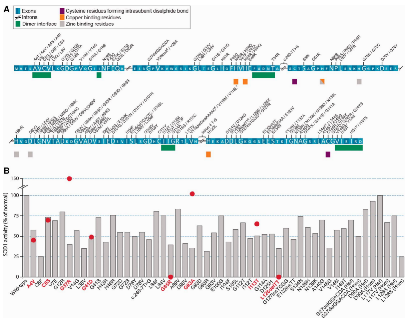 Target Perspective | SOD1: From Neurodegenerative Culprit to Breakthrough in ALS Gene Therapy