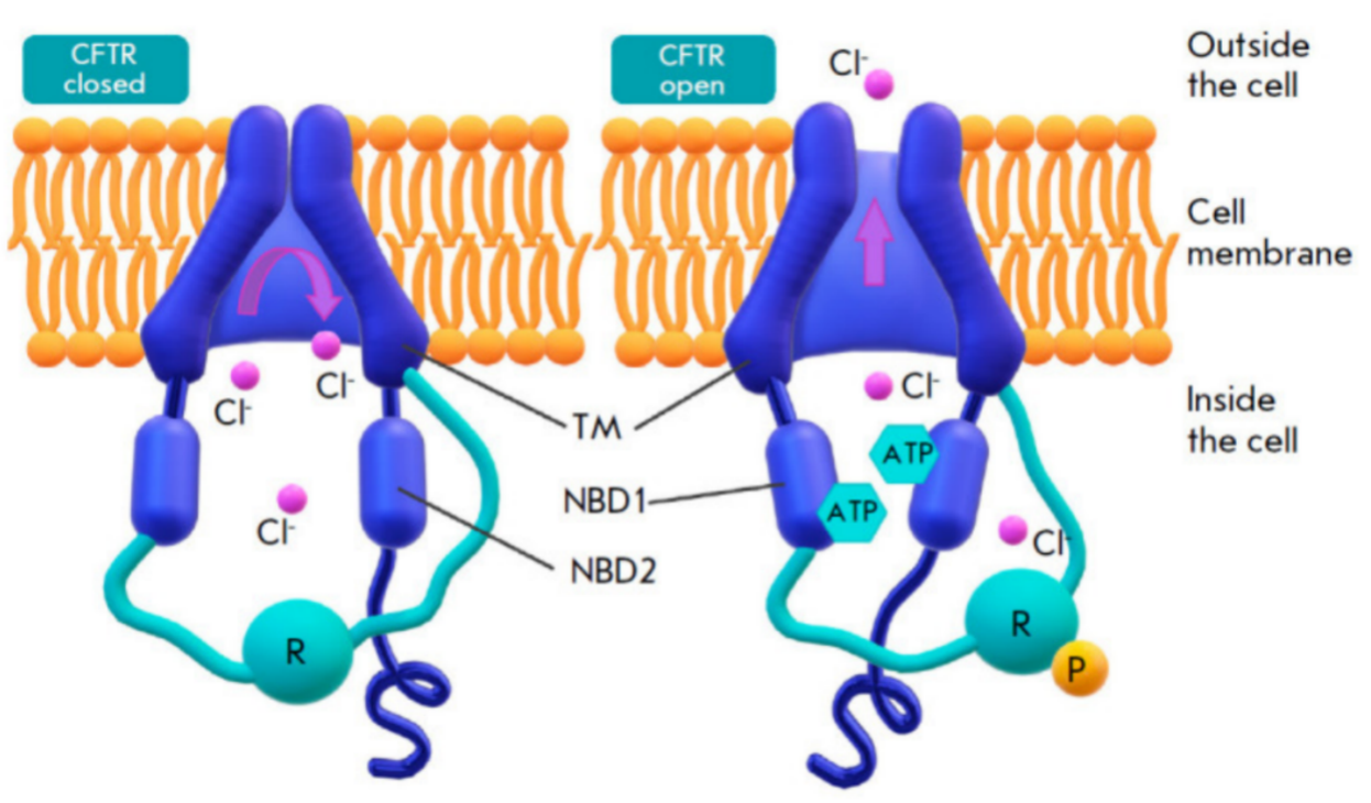 Rare Diseases and CFTR Gene Mouse Models: Simple Explanations for Research and Treatment