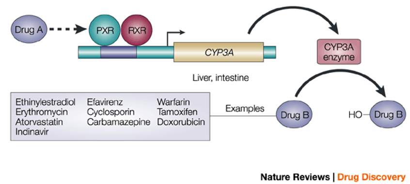 Regulation of CYP3A4 by PXR and CAR Nuclear Receptors: Species Differences and the Role of Humanized Mouse Models in Drug Metabolism