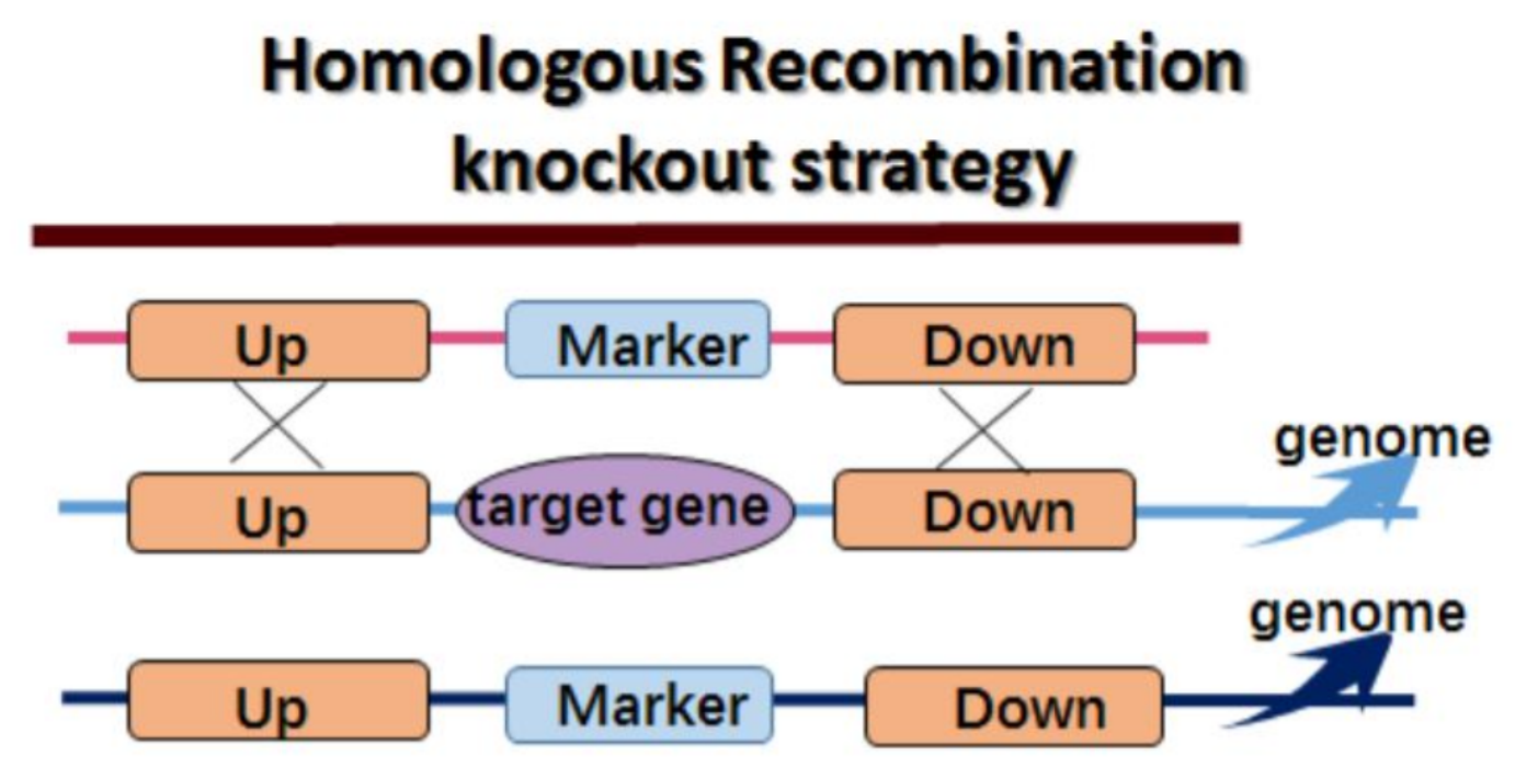 Gene Editing | Understanding Gene Knockout: Precision 