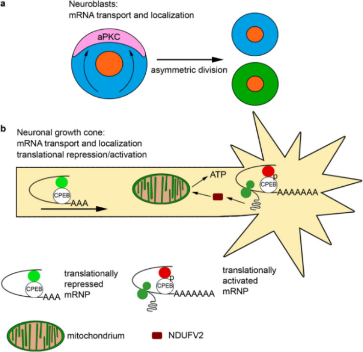Target Perspective | CPEB: A Key Regulator of mRNA Translation and Its Mechanism in Neuropsychiatric Disorders