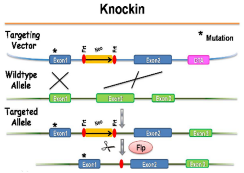 Gene Editing | Comprehensive Guide to Gene Knock-in (KI) Technology: Principles, Applications, and Comparative Analysis of Rosa26 vs. H11 Mouse Models