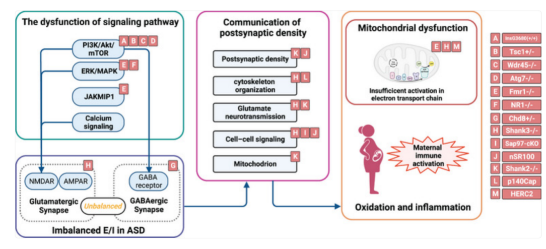 World Autism Awareness Day | Pathogenesis of Autism Spectrum Disorder and Related Mouse Models
