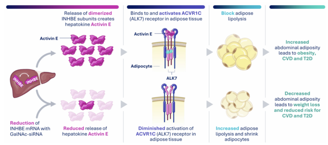 INHBE: From a Silent Gene to a Hepatic Hub Target in the Fight Against Metabolic Diseases