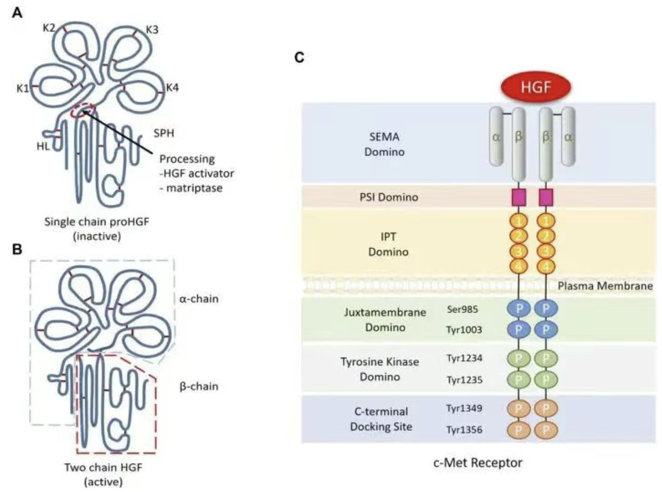 The HGF/MET Signaling Axis: Why It Matters in Cancer