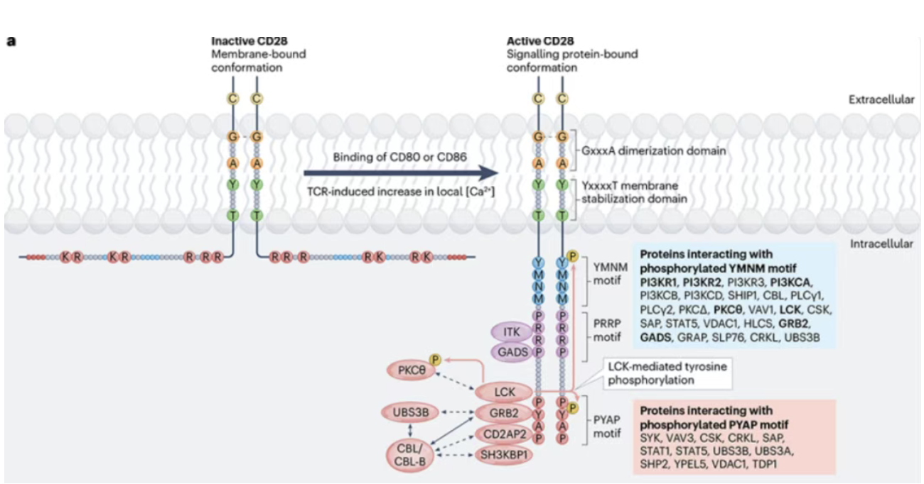 CD28: The Core Co-stimulatory Molecule in Adaptive Immunity and Autoimmunity