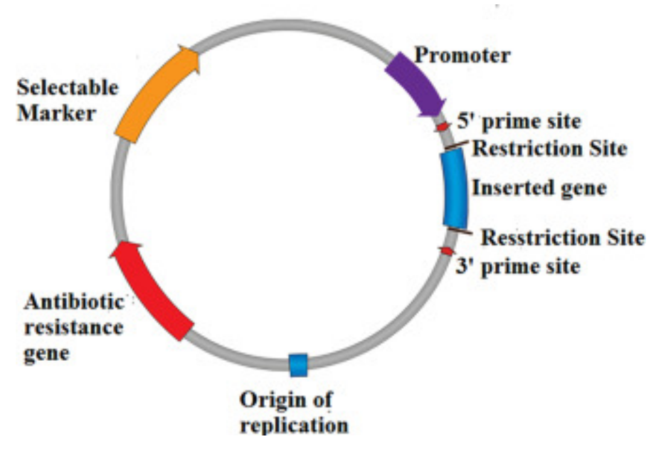 Plasmids: The Core Delivery Vector for Genetically Engineered Mouse Models