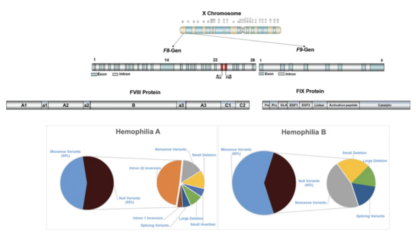 World Hemophilia Day | Comprehensive Analysis of Hemophilia Pathogenesis and Genetically Engineered Mouse Models