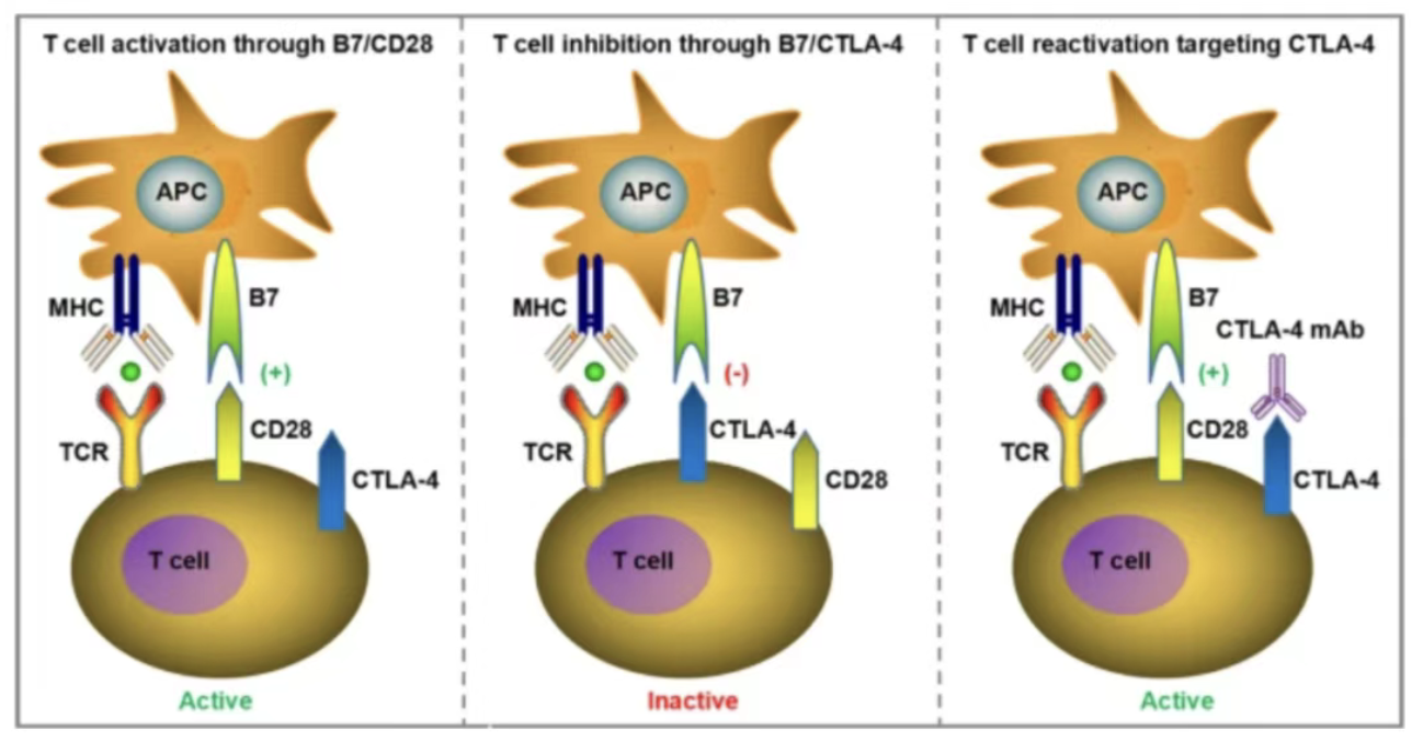 Drug Target Outlook | CTLA-4: The Core Immune Checkpoint, a Hub Target for Dual Regulation in Cancer and Autoimmunity