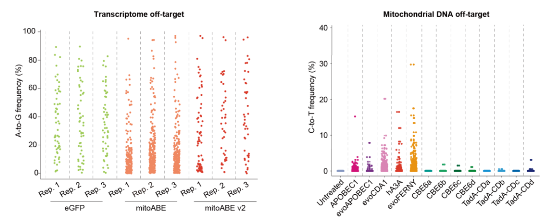 Breakthrough in Nature| Next-Generation Mitochondrial Base Editors mitoBEs v2 Enable Efficient Generation of Heritable Mitochondrial Disease Mouse Models