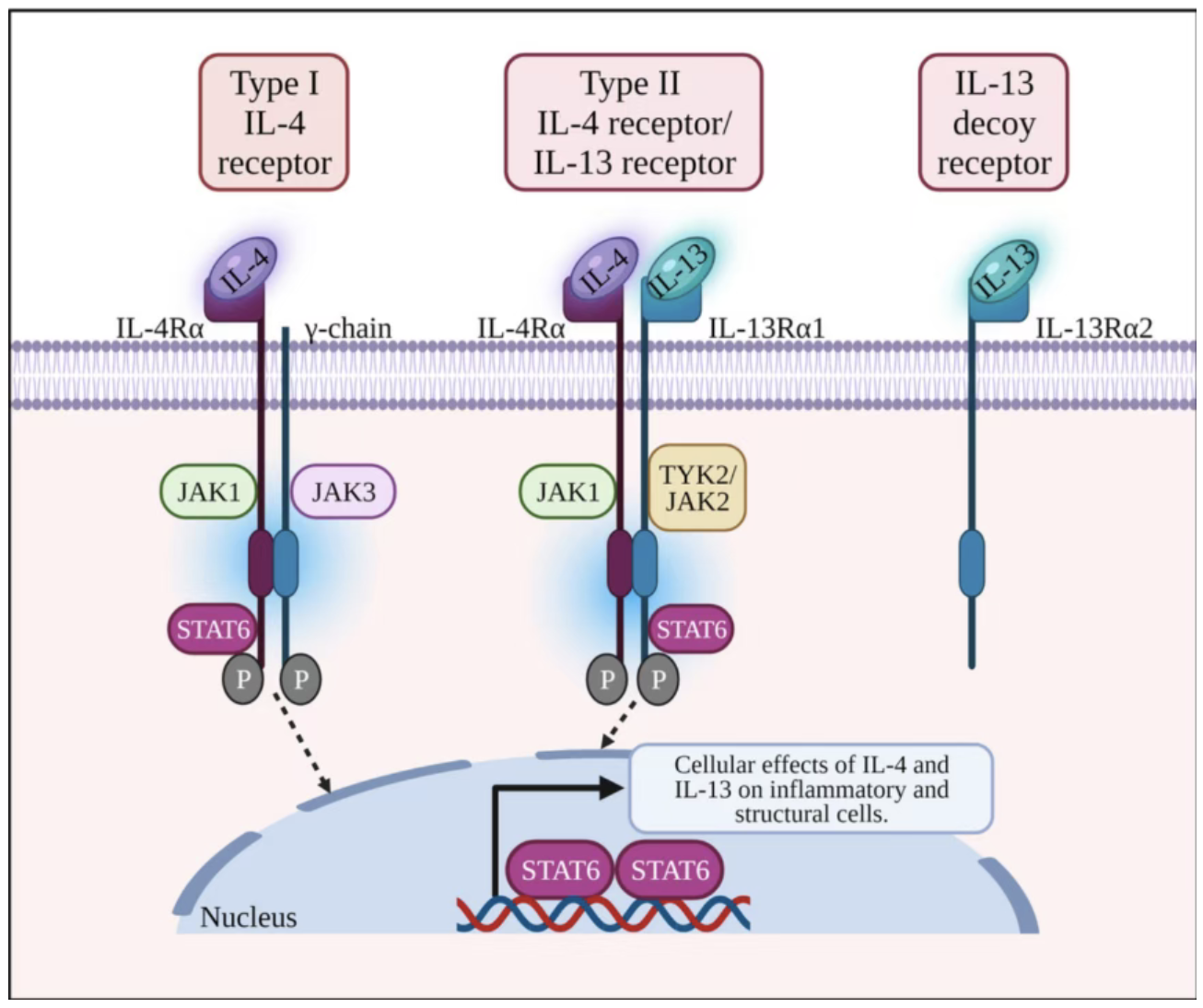 Drug Target Outlook | IL-4Rα Target Analysis: Type 2 Immune Regulation, Mechanisms in Dermatitis/Asthma/Cancer, and Mouse Models