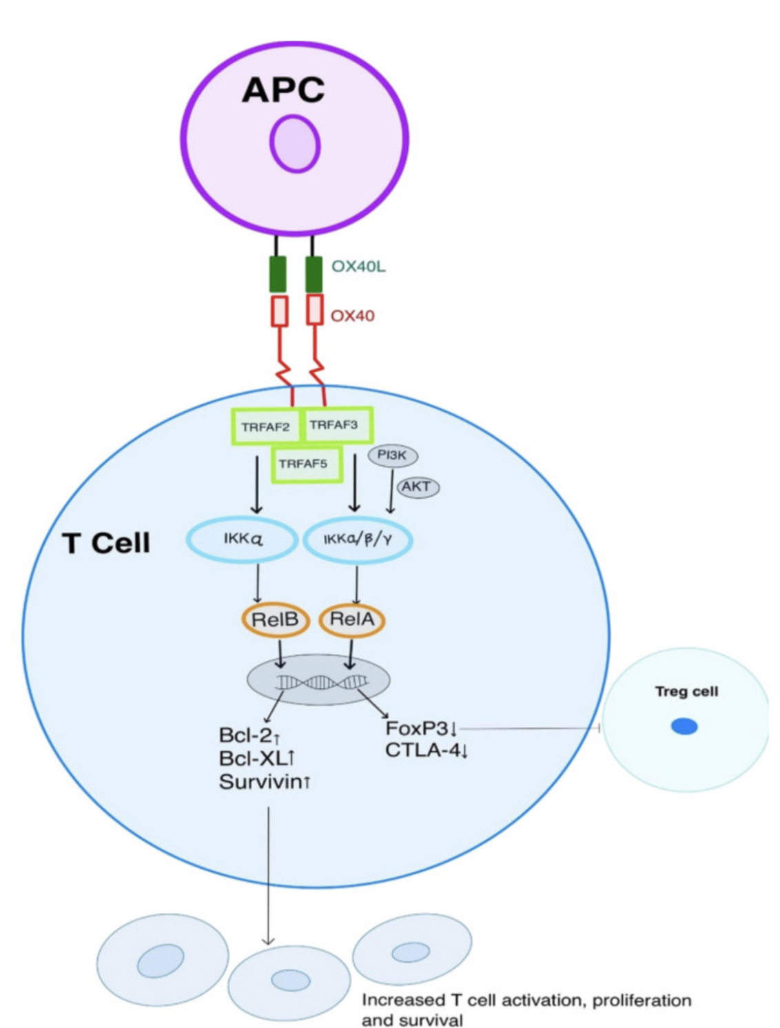 Drug Target Outlook | OX40/OX40L: A Costimulatory Switch Linking Cancer Immunity and Inflammatory Disease