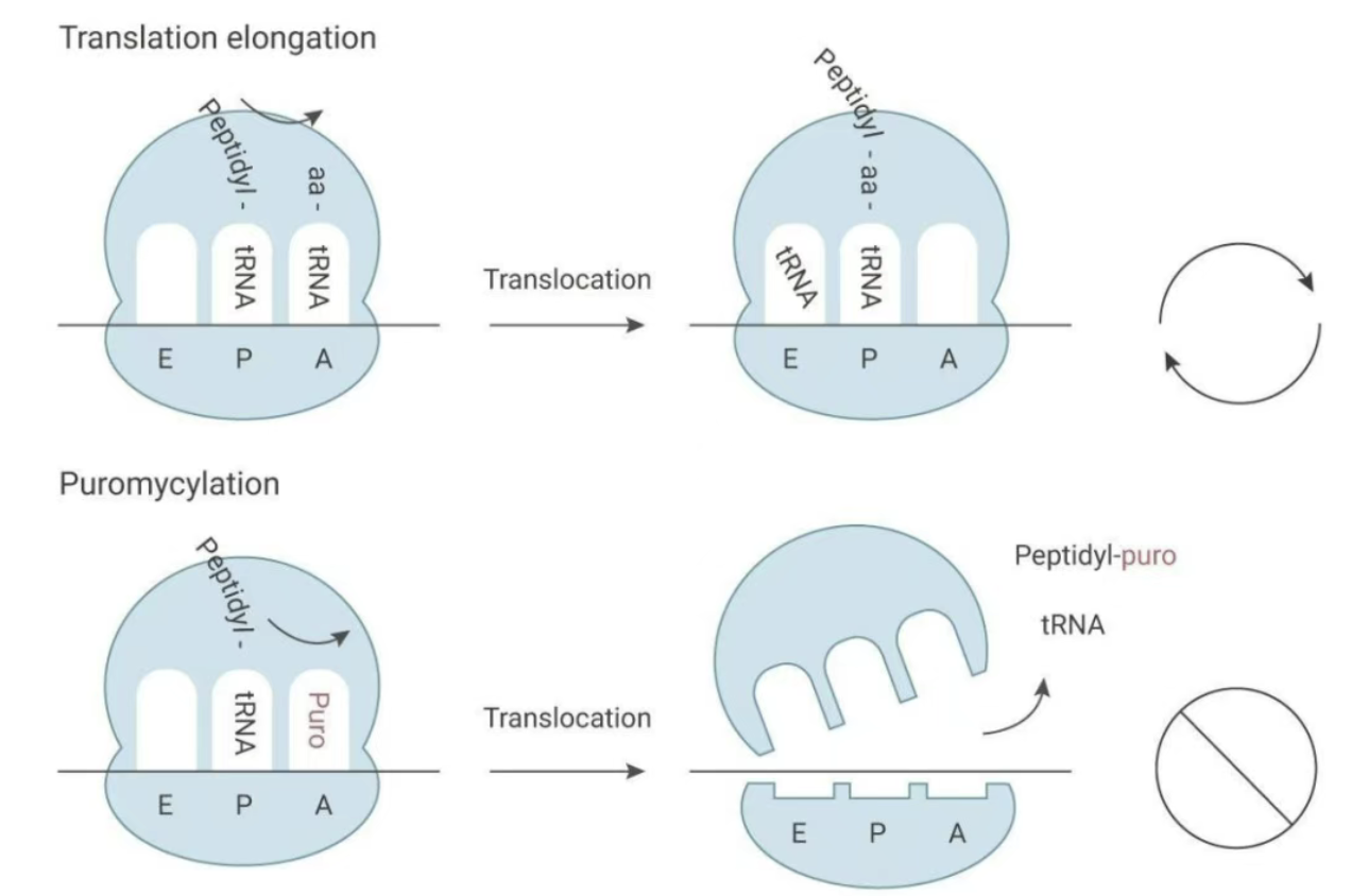 Neomycin and Puromycin Resistance Selection in Mouse Model Generation: Principles, Protocols, and Comparative Analysis