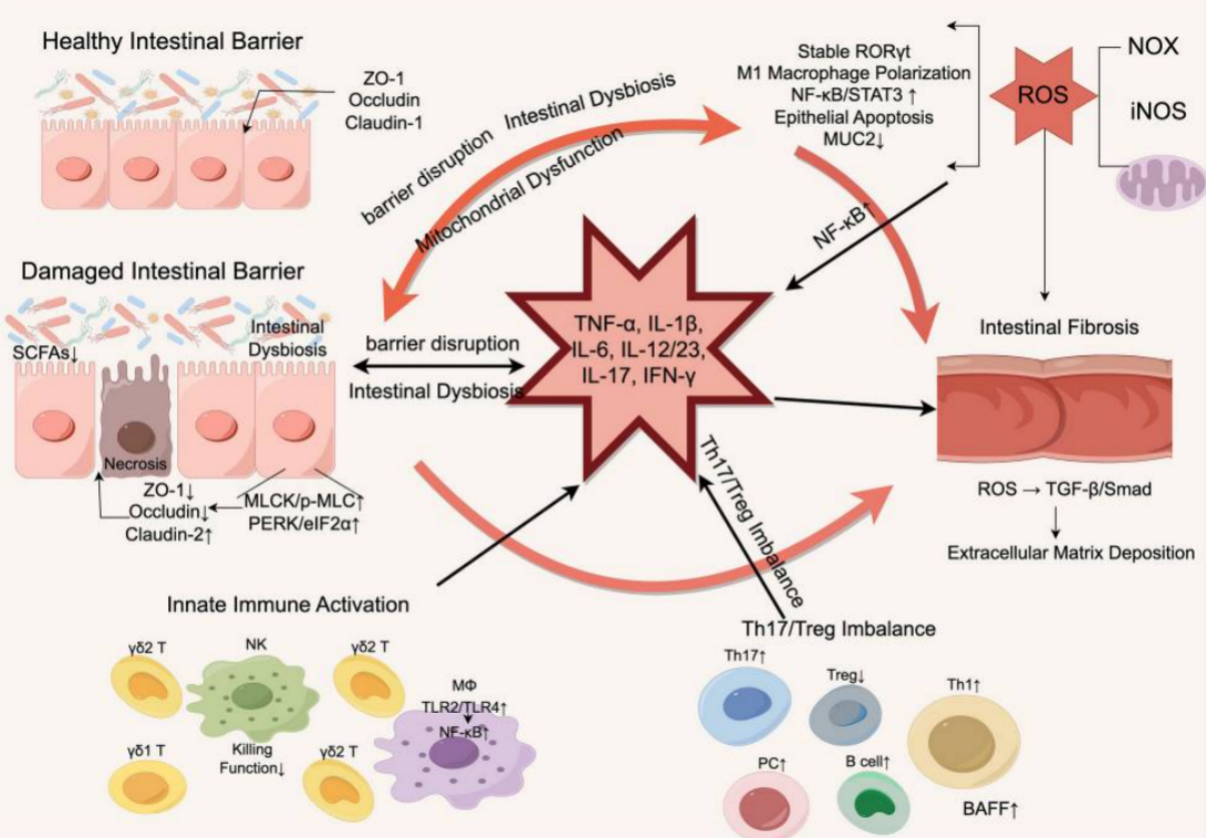 World Inflammatory Bowel Disease (IBD) Day | Pathogenesis of Inflammatory Bowel Disease and Related Mouse Models