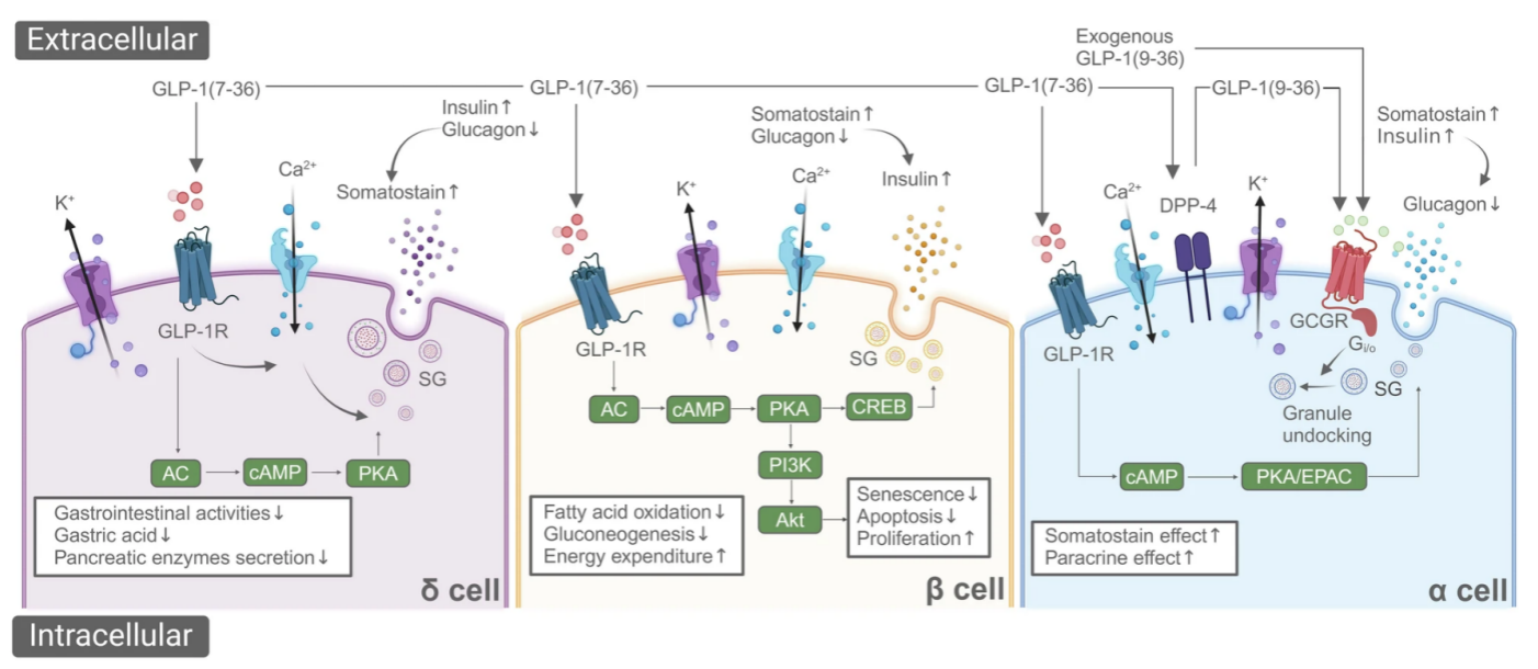 Future Prospects in Targeted Therapy | GLP-1R: Beyond Glycemic Control—A 